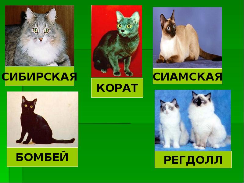 Проект про породы кошек