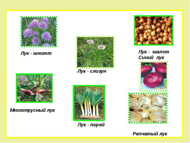 Лук шалот посадка