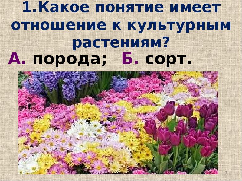 Какое понятие не имеет. Какое понятие имеет отношение к культурным растениям. Культурные растения понятие. Какое понятие имеет отношение к культурным растениям порода или сорт. Культура растений понятие.