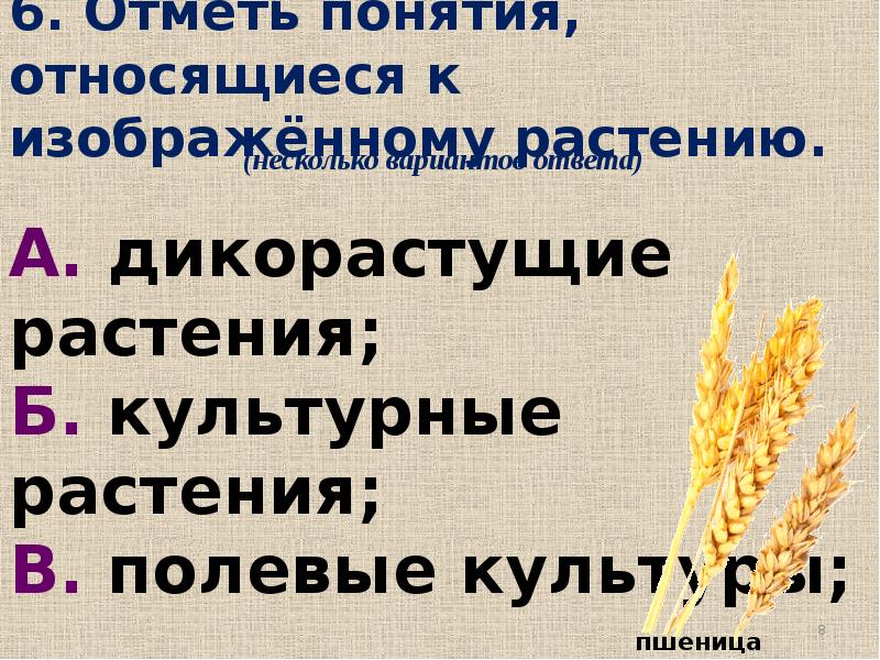 Отметь понятие. Отметь понятия, относящиеся к растению «пшеница».. Понятия относящиеся к изображенному виду растений. Отметь понятия относящиеся к носу виду растений. Отметь понятия относящиеся к изображенному виду животных.