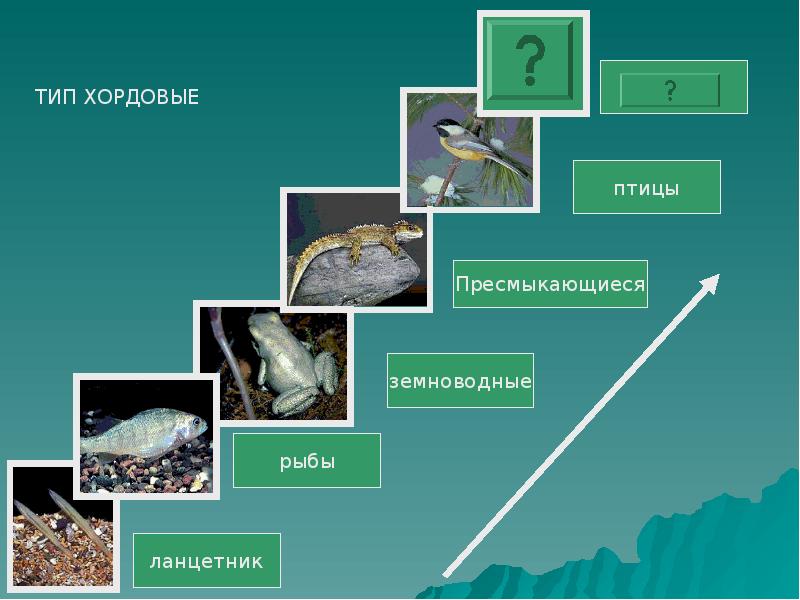 Тип хордовые презентация