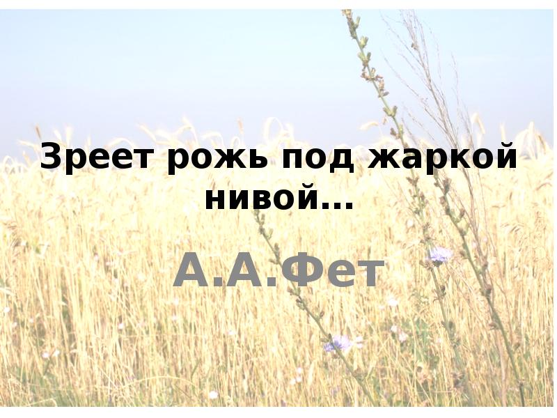 Зреет над жаркой. Фет зреет рожь. Зреет рожь над жаркой Нивой. Зреет рожь над жаркой Нивой Фет. Стихотворение Фета зреет рожь над жаркой Нивой.