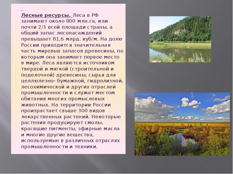 Лесные ресурсы. Леса в РФ занимают около 800 млн.га, или почти