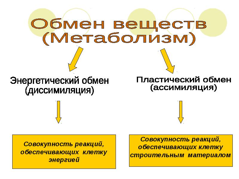 Минеральный обмен презентация