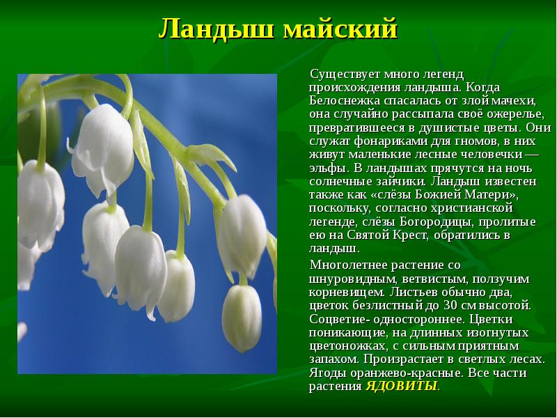 Подготовить сообщение о любом растении. Ландыш доклад. Интересные факты о ландыше. Описание ландыша краткое. Сообщение про цветок Ландыш.