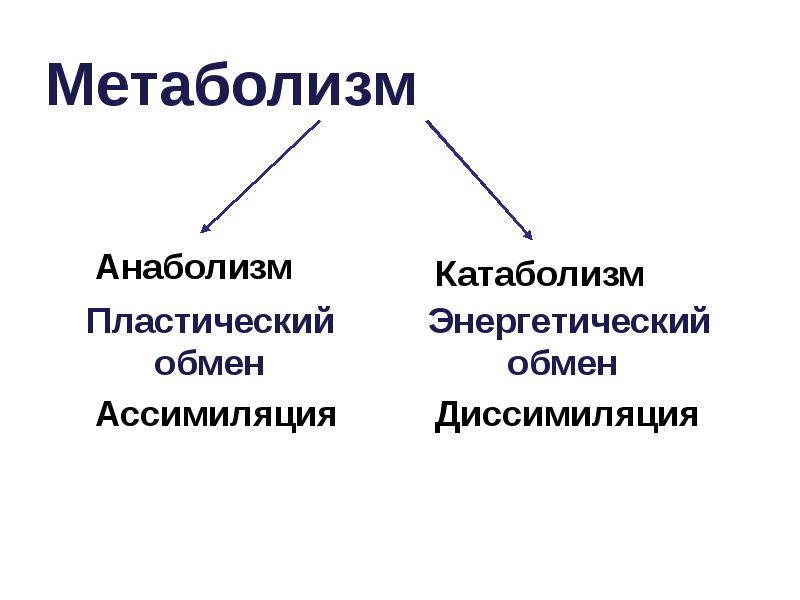 Основной обмен веществ презентация