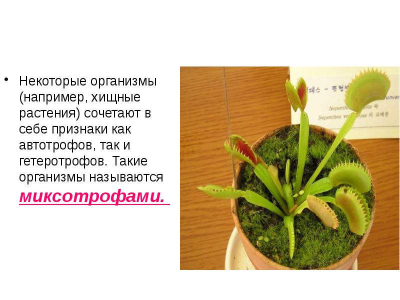 Сочетают в себе признаки и растений
