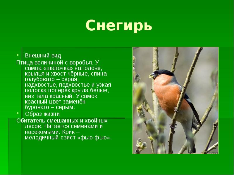 Описание снегиря. Снегирь птица описание. Снегирь презентация. Внешнее описание снегиря.