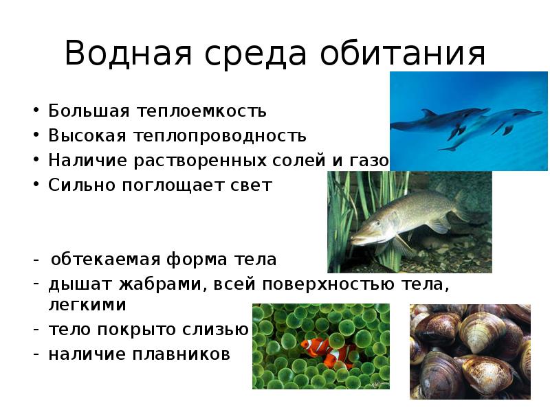 На рисунке показаны обитатели водной среды жизни которые называются