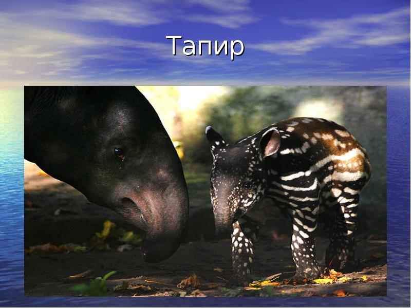 Тапир