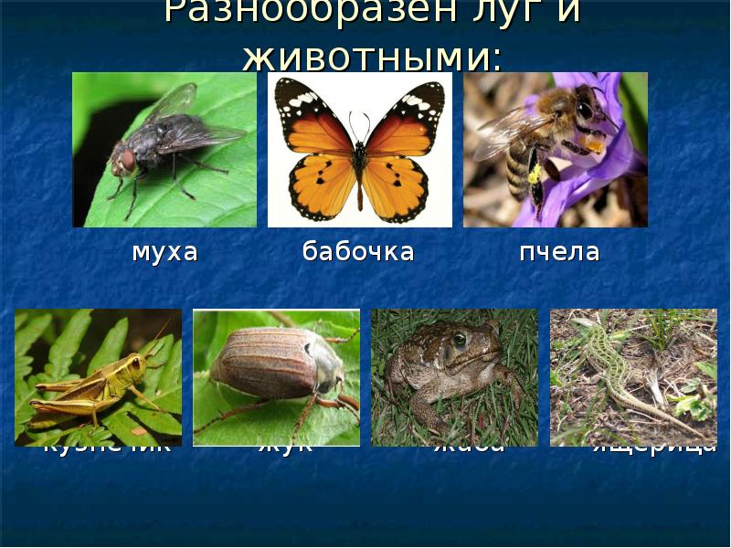 Животные луга 4 класс. Редкие животные Луга. Животное на лугу. Животные Луга 2 класс бабочки. Жизнь Луга Жук кузнечик.