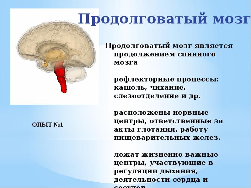 Что делает продолговатый мозг. Продолговатый мозг является продолжением. Продолговатый мозг это продолжение. Продолговатый мозг является продолжением спинного мозга. Продолжением спинного мозга является.