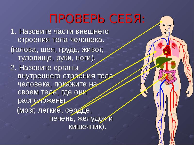 Внутренние органы презентация для детей