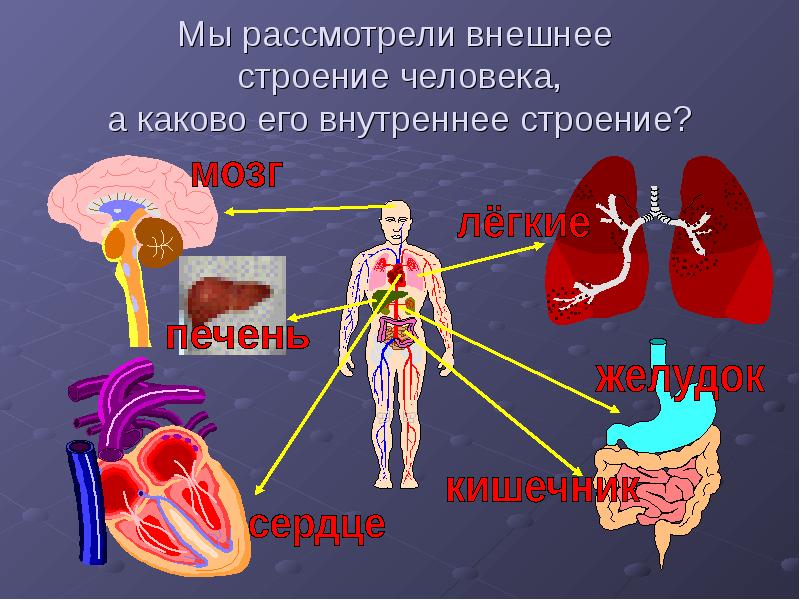 Организм человека проект