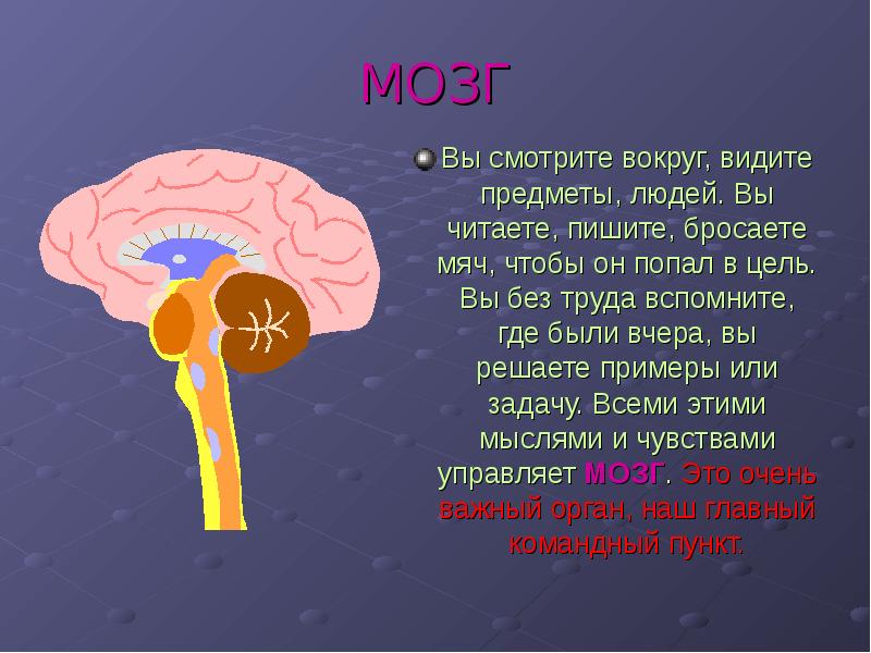 Презентация про мозг человека