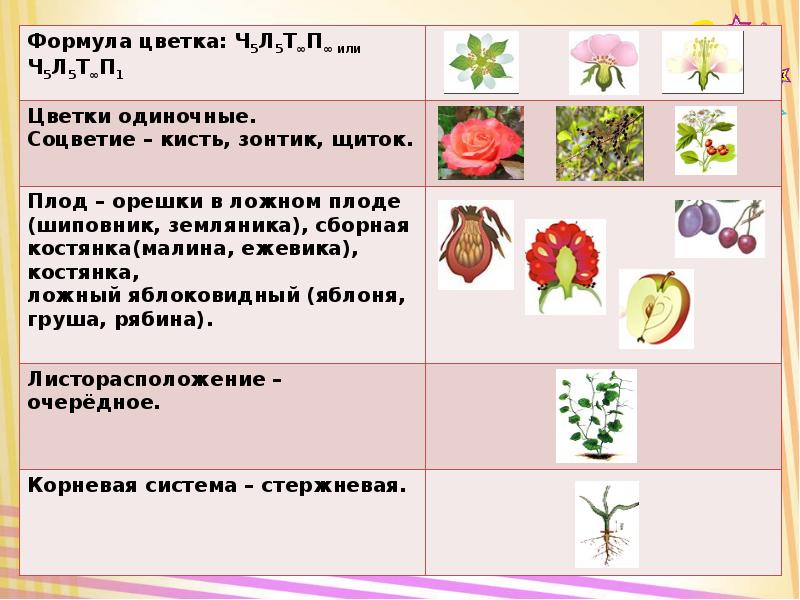 Тест по теме семейства. Класс двудольные семейство Розоцветные. Двудольные семейство Розоцветные таблица. Формула цветка розоцветных растений 6 класс. Семейства двудольных растений Розоцветные.