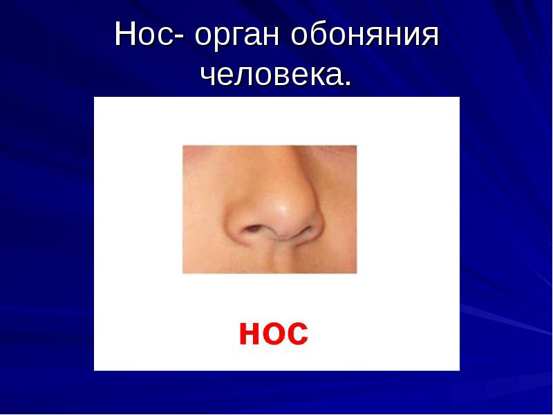 Нос это. Органы чувств обоняние. Нос обоняние. Нос орган. Органы чувств человека нос.