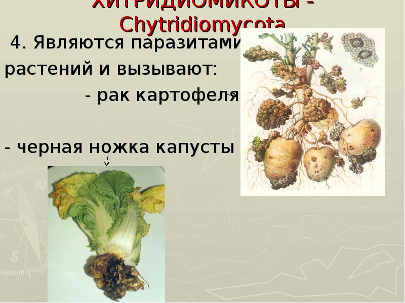Заболевания вызванные паразитическими грибами. Хитридиомицеты грибы. Хитридиомицеты царство. Картофельный гриб паразит. Хитридиомицеты характеристика.