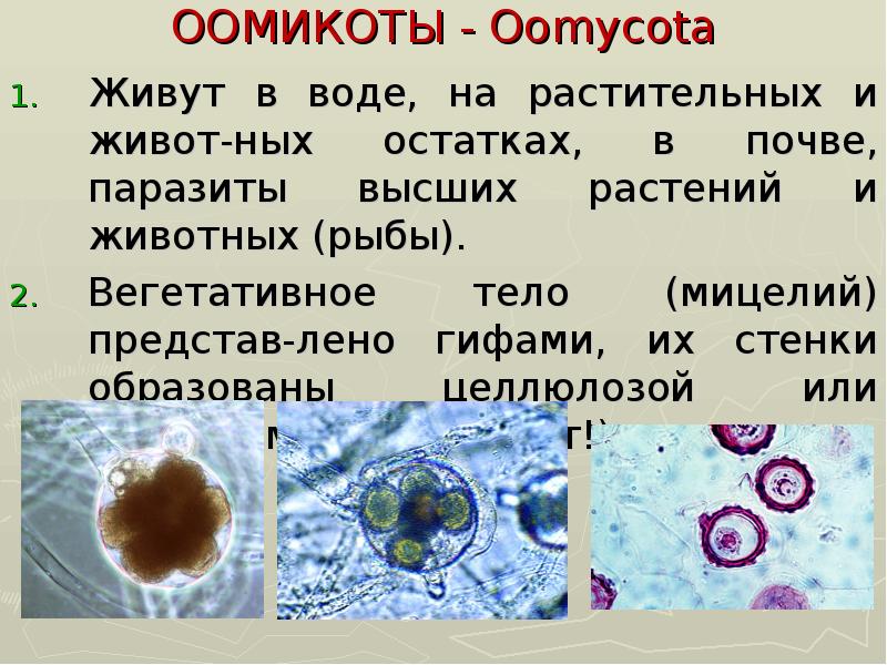 Ядерные организмы примеры. Грибы Оомикота. ООМИКОТЫ представители. Отдел Оомикота. ООМИКОТЫ строение.