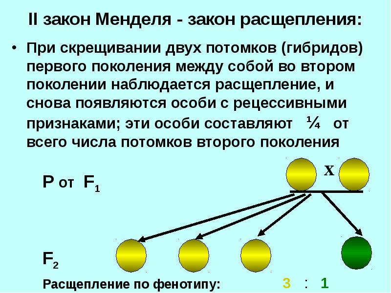 По какой схеме наблюдается расщепление рецессивного признака при скрещивании гибридов 1 поколения