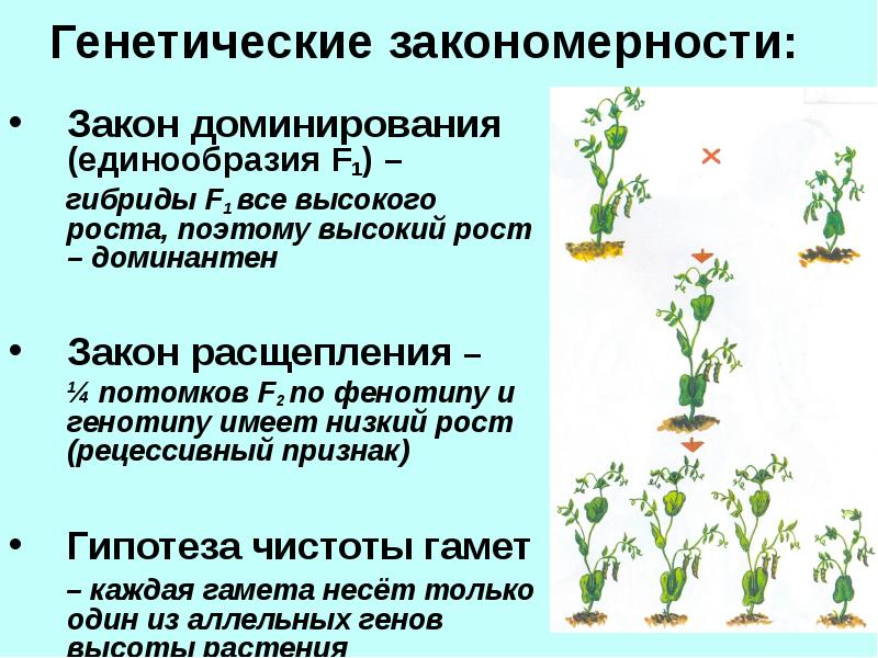 Фенотипу растений. Генетические закономерности. Методы скрещивания в биологии. Гибридологический метод моногибридное скрещивание. Моногибридное скрещивание это в биологии 9 класс.