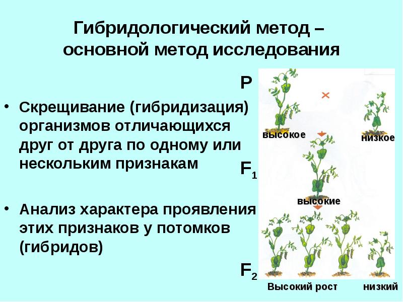 Закономерности наследования моногибридное скрещивание презентация 10 класс