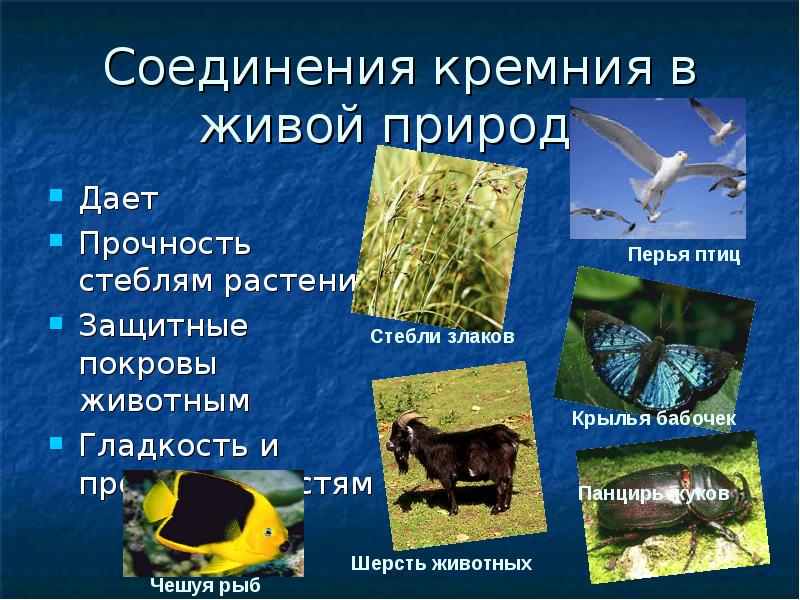 Кремний вещество. Соединения кремния в природе. Соединения кремния в живой природе. Роль кремния в природе. Кремний и его соединения в природе.