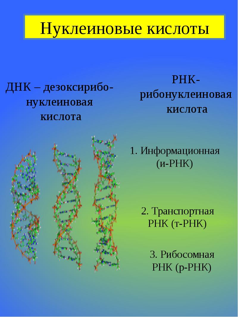 Нуклеиновая кислота презентация