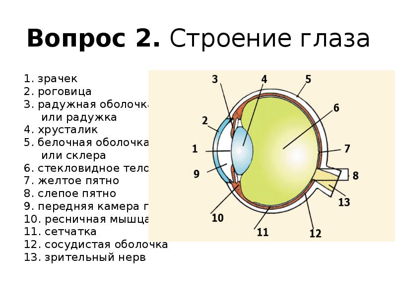 Где в органе зрения находится желтое. Структура глаза биология 8 класс. Строение глаза сбоку. Строение глаза спереди. Орган зрения и зрительный анализатор 8 класс.