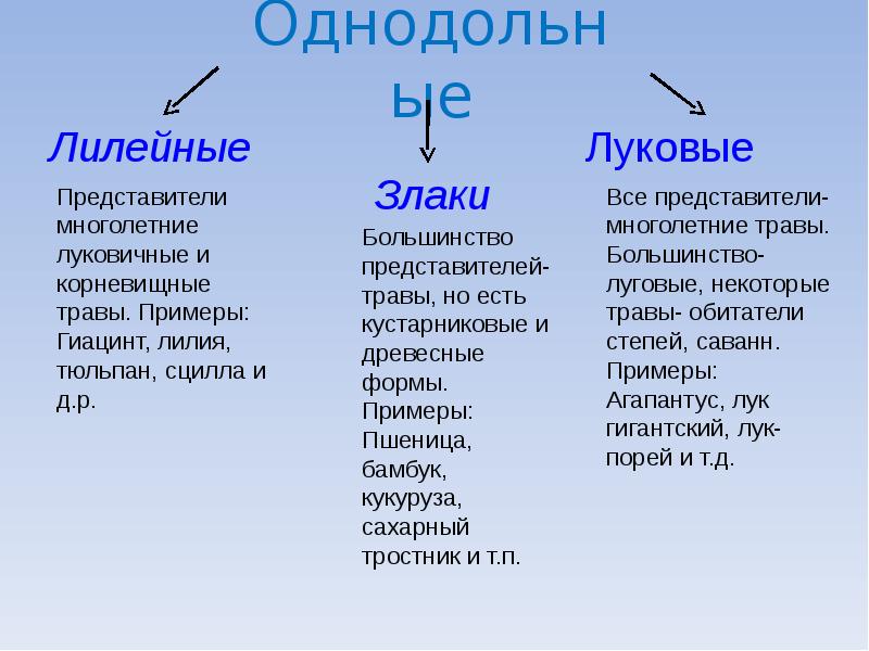 Однодольные растения примеры с фото