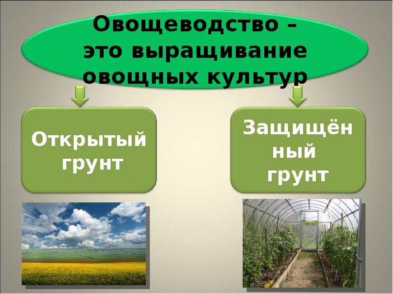 Окружающий мир 4 класс растениеводство в нашем крае презентация