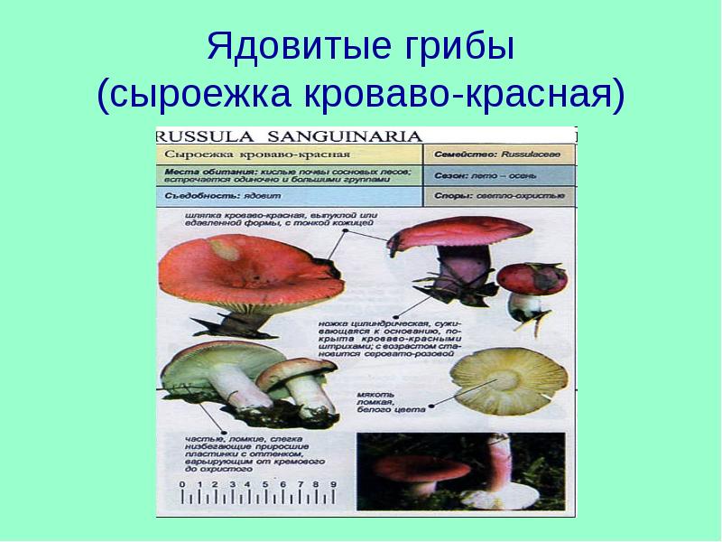 Сыроежка Гриб Съедобный И Ядовитый Фото