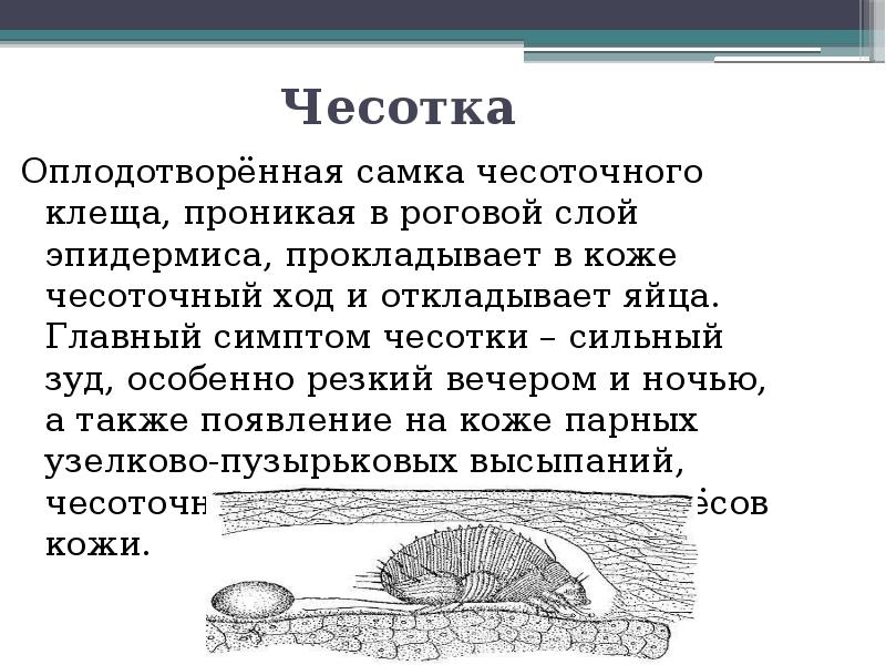 Чесотка чем лечить. Чесоточный клещ чесотка. Основные признаки чесотки.