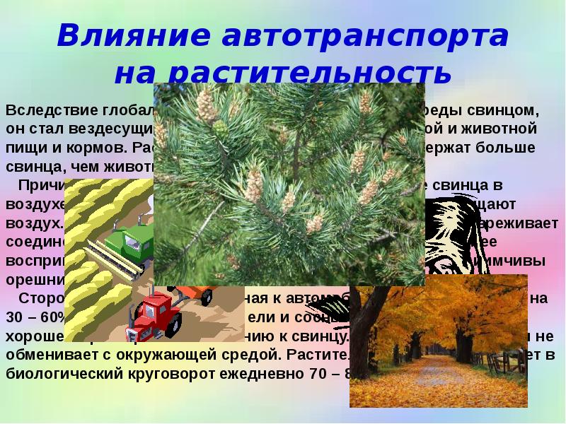 Влияние автотранспорта на растительность