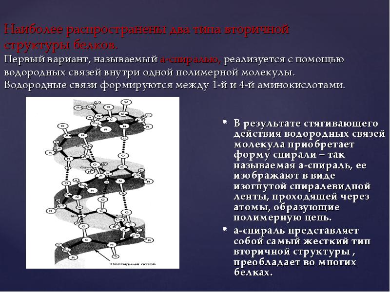 Вариантом называют. Вторичная структура белка называется. Наиболее распространенные типы вторичных структур белков:. Типы связей в молекулах белков водородная. История изучения структуры белка.