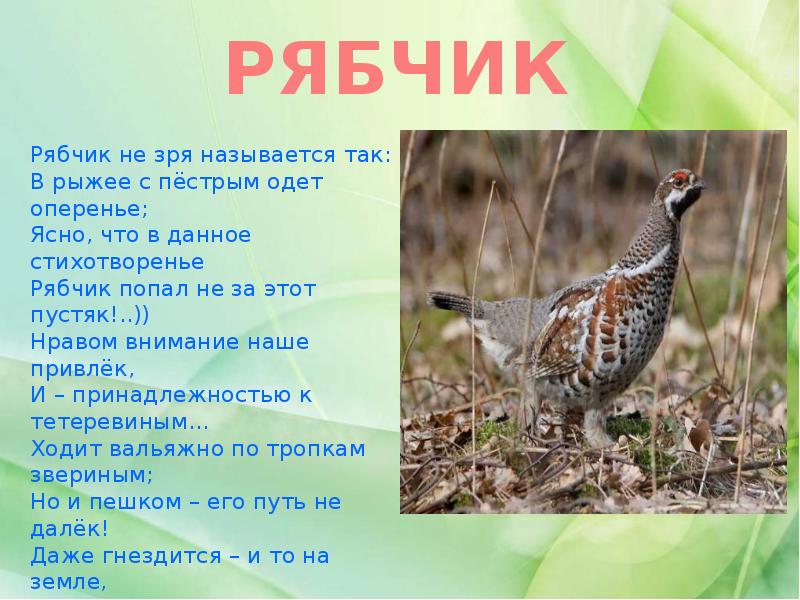 Рябчик обыкновенный птицы фото и описание