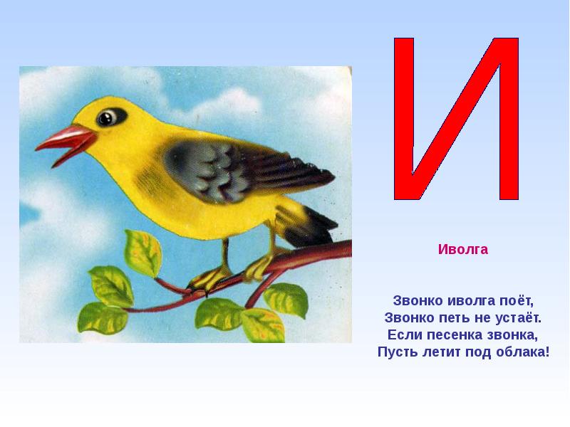 Птичка 3 буквы. Птицы на букву а. Алфавит птиц. Азбука животных и птиц алфавит буква. Загадка про Иволгу.