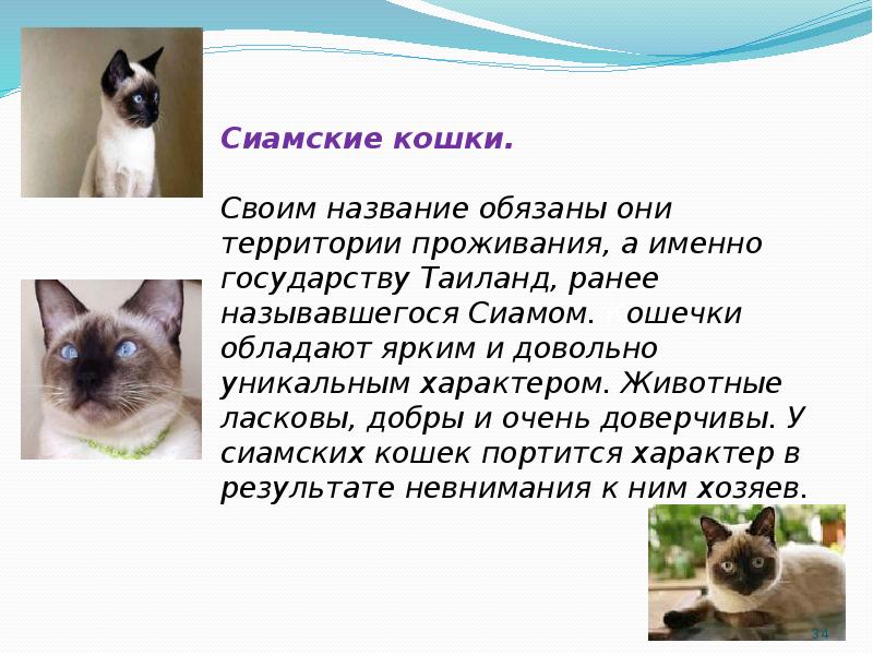 Сиамская кошка презентация