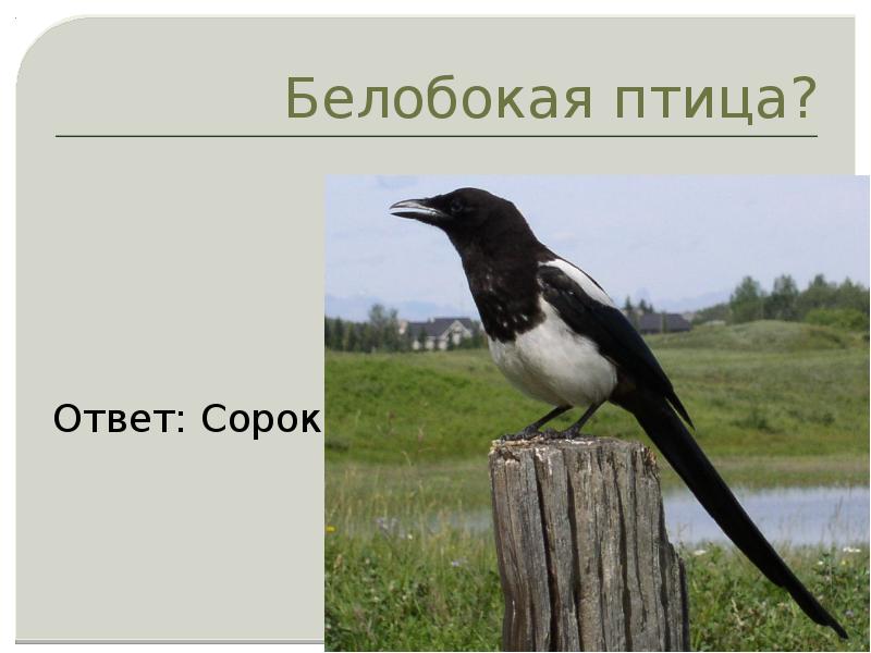 Ответ птица. Сорока белобока. Отгадка птицы. Сорока Пушкин. Загадка с отгадкой сорока.