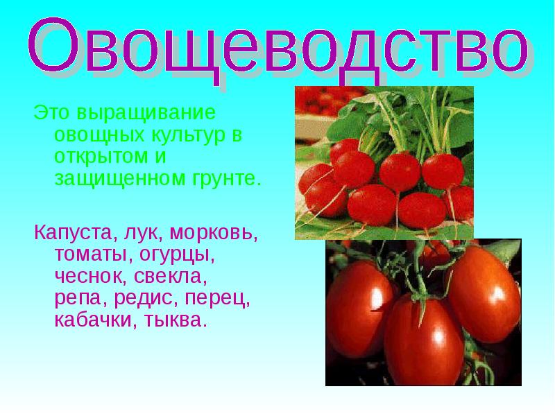 Доклад об овощной культуре