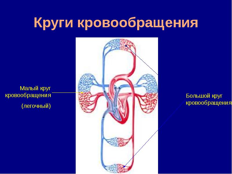 4 круга кровообращения. Круги кровообращения человека. Круги кровообращения анатомия. Малый круг. 5 Кругов кровообращения.