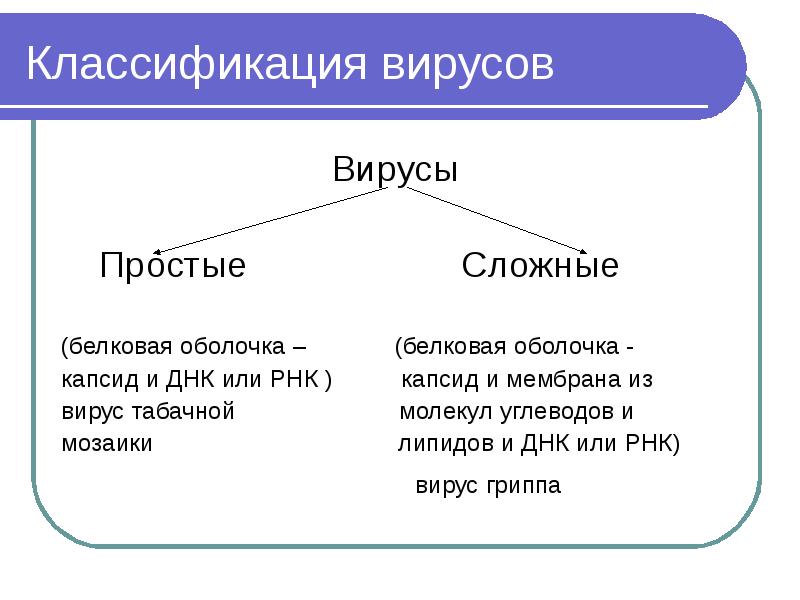 Общая характеристика вирусов презентация