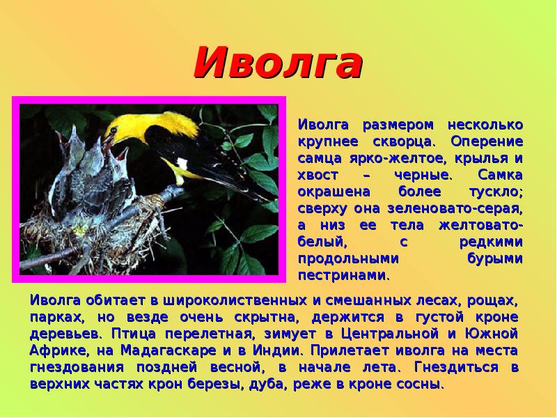 Характеристика иволги. Иволга доклад 3 класс. Доклад про Иволгу. Сообщение о птице Иволга. Иволга интересные факты.