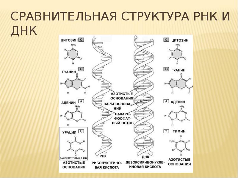 Развитие рнк. Строение ДНК И РНК схема. Структура молекулы ДНК И РНК. Схема строения ДНК И РНК схема. Схема структуры ДНК И РНК.