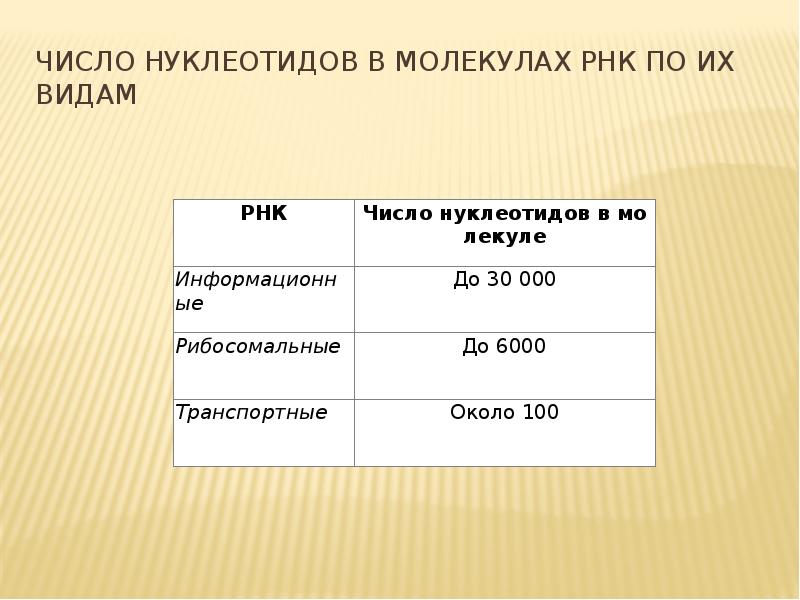 Количество нуклеотидов в молекуле рнк. Количество нуклеотидов в РНК. Число нуклеотидов в молекуле РНК. Число нуклеотидов в ДНК И РНК. Количество нуклеотидов в ДНК И РНК.