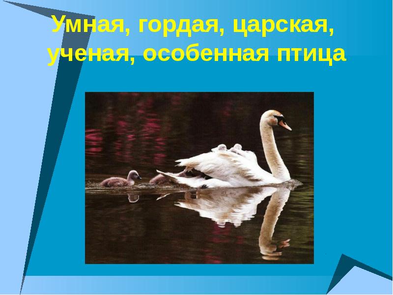 почему старик назвал приемыша особенной птицей