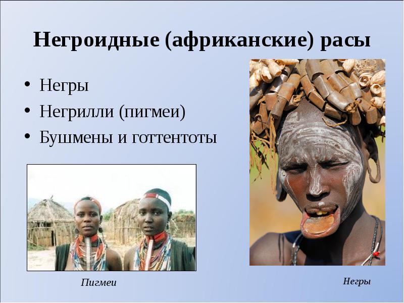 Негроидные (африканские) расы Негры  Негрилли (пигмеи)  Бушмены и готтентоты