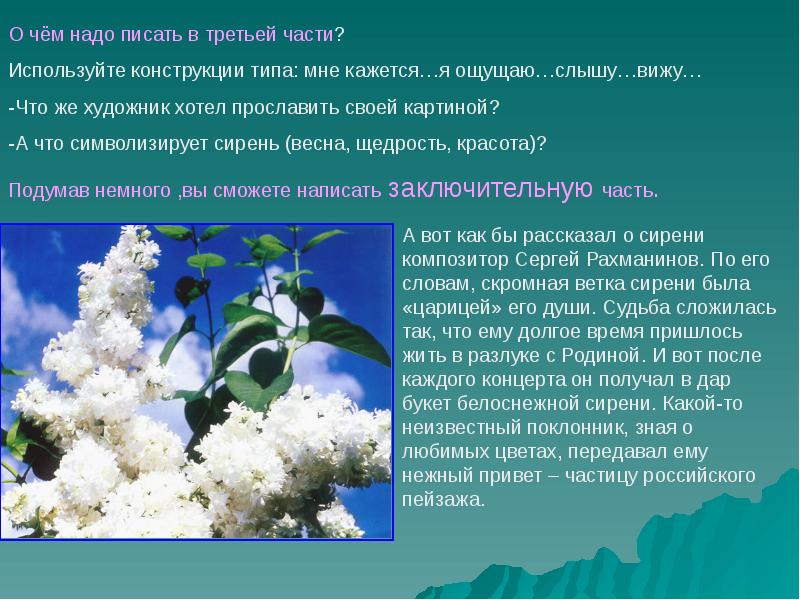 Описание картины сирень. Сочинение про сирень. Сочинение про сирень 5 класс. Описание букета сирени. Сирень эпитеты.