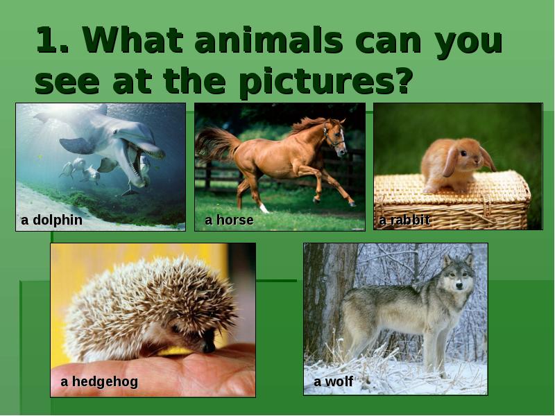 What can animals do презентация