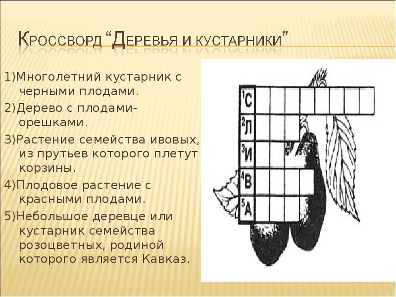 Древесина кроссворд. Кроссворд деревья. Кроссворды для детей про деревья кустарники. Кроссворд на тему деревья. Кроссворд древесина.